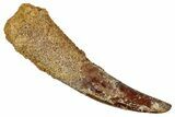 Fossil Pterosaur (Siroccopteryx) Tooth - Morocco #354861-1